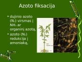 Anglies ir azoto ciklai ekosistemoje 13 puslapis