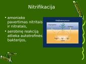 Anglies ir azoto ciklai ekosistemoje 15 puslapis