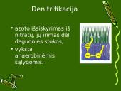 Anglies ir azoto ciklai ekosistemoje 16 puslapis