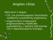 Anglies ir azoto ciklai ekosistemoje 7 puslapis