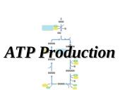 ATP Production