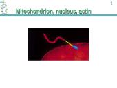 ATP Production 13 puslapis