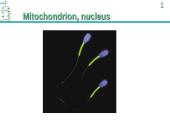 ATP Production 14 puslapis