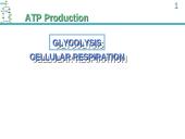 ATP Production 15 puslapis