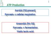 ATP Production 17 puslapis