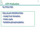 ATP Production 18 puslapis