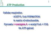 ATP Production 19 puslapis