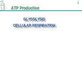 ATP Production 4 puslapis