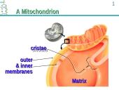 ATP Production 10 puslapis