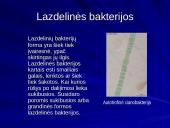 Bakterijų klasifikacija, dauginimasis, reikšmė bei sandara 13 puslapis