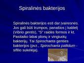 Bakterijų klasifikacija, dauginimasis, reikšmė bei sandara 14 puslapis