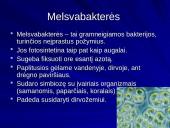 Bakterijų klasifikacija, dauginimasis, reikšmė bei sandara 15 puslapis