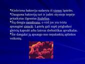 Bakterijų klasifikacija, dauginimasis, reikšmė bei sandara 4 puslapis
