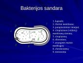 Bakterijų klasifikacija, dauginimasis, reikšmė bei sandara 6 puslapis