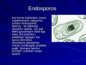 Bakterijų klasifikacija, dauginimasis, reikšmė bei sandara 9 puslapis