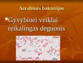 Viskas apie bakterijas 11 puslapis
