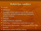 Viskas apie bakterijas 13 puslapis