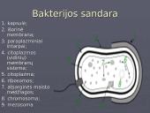 Viskas apie bakterijas 14 puslapis