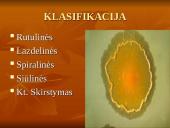 Viskas apie bakterijas 3 puslapis