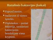 Viskas apie bakterijas 4 puslapis