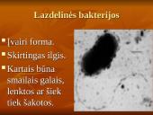 Viskas apie bakterijas 5 puslapis