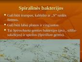 Viskas apie bakterijas 6 puslapis