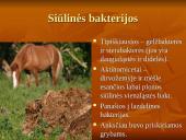 Viskas apie bakterijas 7 puslapis