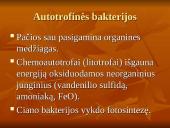 Viskas apie bakterijas 9 puslapis