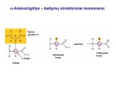 Baltymai ir viskas apie juos 8 puslapis
