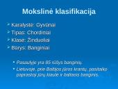 Banginiai 2 puslapis