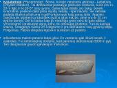 Banginiai 11 puslapis