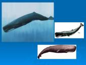 Banginiai 12 puslapis