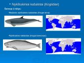 Banginiai 13 puslapis