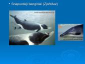 Banginiai 14 puslapis