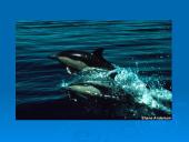 Banginiai 16 puslapis