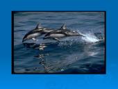 Banginiai 17 puslapis