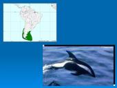 Banginiai 19 puslapis