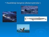 Banginiai 5 puslapis