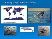 Banginiai 6 puslapis