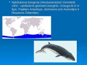 Banginiai 7 puslapis