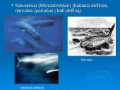 Banginiai 9 puslapis