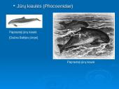 Banginiai 10 puslapis