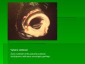 Bendrijos. Bendrijų organizuotumas 15 puslapis