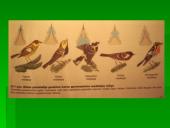 Bendrijos. Bendrijų organizuotumas 8 puslapis