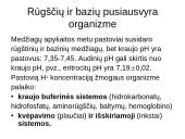 Buferinės sistemos 19 puslapis