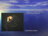 Duobagyvių (coelenterata) įvairovė ir pagrindiniai sandaros ypatumai 11 puslapis