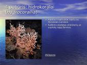 Duobagyvių (coelenterata) įvairovė ir pagrindiniai sandaros ypatumai 12 puslapis