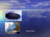 Duobagyvių (coelenterata) įvairovė ir pagrindiniai sandaros ypatumai 13 puslapis