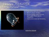 Duobagyvių (coelenterata) įvairovė ir pagrindiniai sandaros ypatumai 14 puslapis