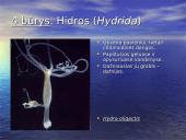 Duobagyvių (coelenterata) įvairovė ir pagrindiniai sandaros ypatumai 15 puslapis